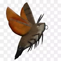 昆虫蝶蛾传粉者无脊椎动物蜂鸟-空若网 昆虫蝶蛾传粉者无脊椎动物蜂鸟-空若网