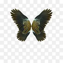 天使翅膀-空若网 天使翅膀-空若网