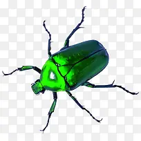 昆虫甲虫类-空若网 昆虫甲虫类-空若网