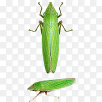 绿色草蜢-空若网 绿色草蜢-空若网