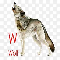 创意英文狼-空若网 创意英文狼-空若网