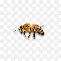 ´ó»Æ·äͼƬ-¿ÕÈôÍø ´ó»Æ·äͼƬ-¿ÕÈôÍø