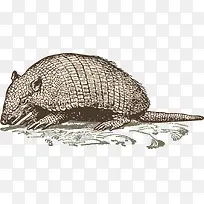 穿山甲-空若网 穿山甲-空若网