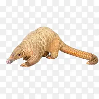 穿山甲-空若网 穿山甲-空若网