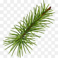 绿色清新树枝-空若网 绿色清新树枝-空若网