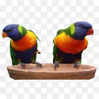 澳大利亚鹦鹉-空若网 澳大利亚鹦鹉-空若网