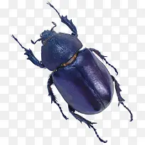 甲虫昆虫-空若网 甲虫昆虫-空若网