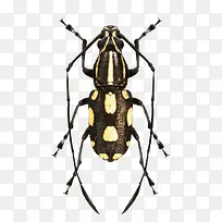 爬行昆虫-空若网 爬行昆虫-空若网