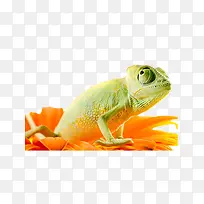 变色龙-空若网 变色龙-空若网