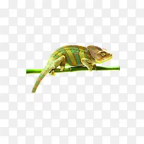 变色龙-空若网 变色龙-空若网