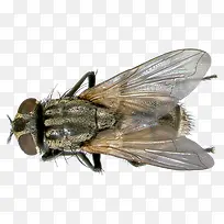 ���в�Ӭ-������