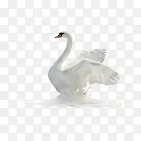 ����� ��� Ѽ��-������