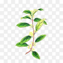 手绘插图新春树枝发芽-空若网 手绘插图新春树枝发芽-空若网