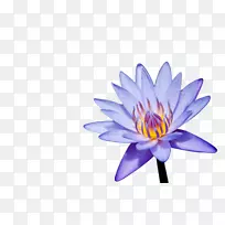 紫罗兰花瓣-水百合-空若网 紫罗兰花瓣-水百合-空若网