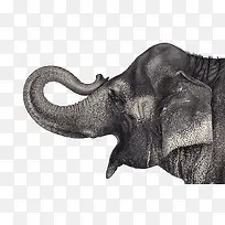 张嘴的大象-空若网 张嘴的大象-空若网