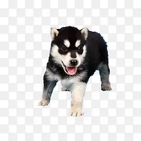 可爱二哈-空若网 可爱二哈-空若网