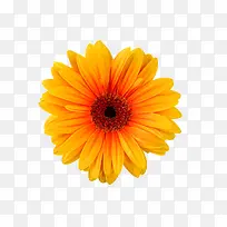 ��ɫ�ʻ��ջ�-������