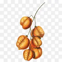 卡通果子-空若网 卡通果子-空若网