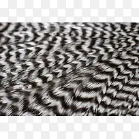 黑白羽毛背景-空若网 黑白羽毛背景-空若网