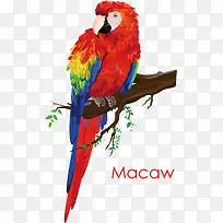 彩色鹦鹉-空若网 彩色鹦鹉-空若网