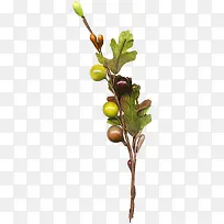 树枝-空若网 树枝-空若网