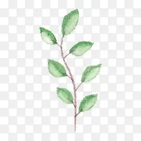 ˮ���ֻ���֦�ϵ�Ҷ��-������