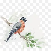 水彩画鸟和树枝-空若网 水彩画鸟和树枝-空若网