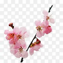 ֦ͷµÄÌÒ»¨-¿ÕÈôÍø ֦ͷµÄÌÒ»¨-¿ÕÈôÍø