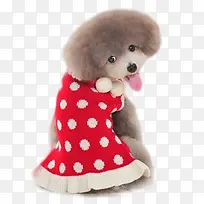 可爱回头小狗萌表情-空若网 可爱回头小狗萌表情-空若网