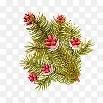 绿色手绘松树枝松果装饰图案-空若网 绿色手绘松树枝松果装饰图案-空若网