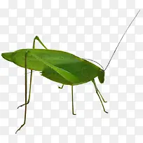 ���ͼƬ-������