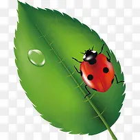 七星瓢虫png矢量素材-空若网 七星瓢虫png矢量素材-空若网