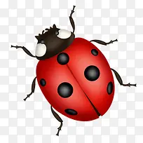 七星瓢虫素材png-空若网 七星瓢虫素材png-空若网