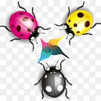色彩鲜艳的瓢虫-空若网 色彩鲜艳的瓢虫-空若网