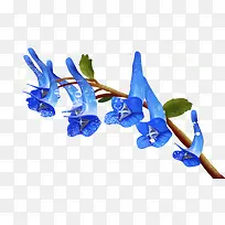 喇叭花-空若网 喇叭花-空若网