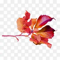 树枝-空若网 树枝-空若网