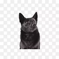 挪威布洪德挪威午餐猎犬挪威黑精灵猎犬-可爱的狗-空若网 挪威布洪德挪威午餐猎犬挪威黑精灵猎犬-可爱的狗-空若网