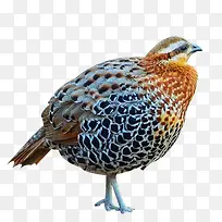 彩色鹧鸪-空若网 彩色鹧鸪-空若网