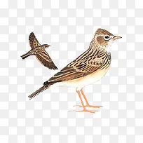 飞翔的小麻雀-空若网 飞翔的小麻雀-空若网