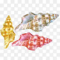 海螺贝壳素材-空若网 海螺贝壳素材-空若网