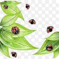 卡通手绘翠绿树叶七星瓢虫-空若网 卡通手绘翠绿树叶七星瓢虫-空若网