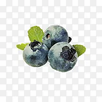 手绘写实风的蓝莓-空若网 手绘写实风的蓝莓-空若网