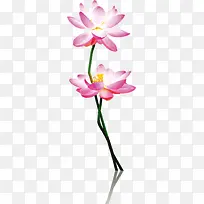 水彩画盛开的水莲花-空若网 水彩画盛开的水莲花-空若网