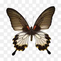 美丽的蝴蝶-空若网 美丽的蝴蝶-空若网