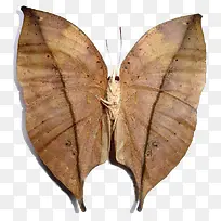 ��ɫ��Ҷ����-������