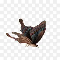 褐色蝴蝶动物-空若网 褐色蝴蝶动物-空若网