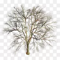 树枝、剪贴画.冷杉-空若网 树枝、剪贴画.冷杉-空若网