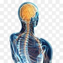 人体神经系统侧后方展示图-空若网 人体神经系统侧后方展示图-空若网