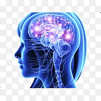 人体神经系统脑系统示意图-空若网 人体神经系统脑系统示意图-空若网