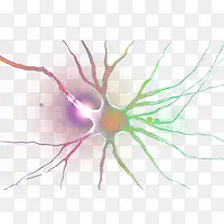 神经系统神经元示意图-空若网 神经系统神经元示意图-空若网